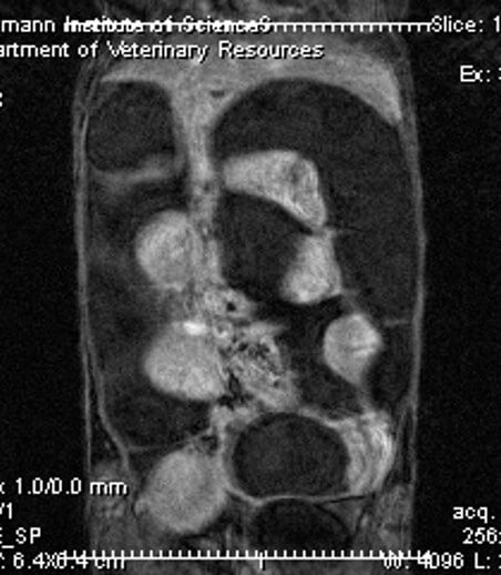 Enhancement-of-placentas-in